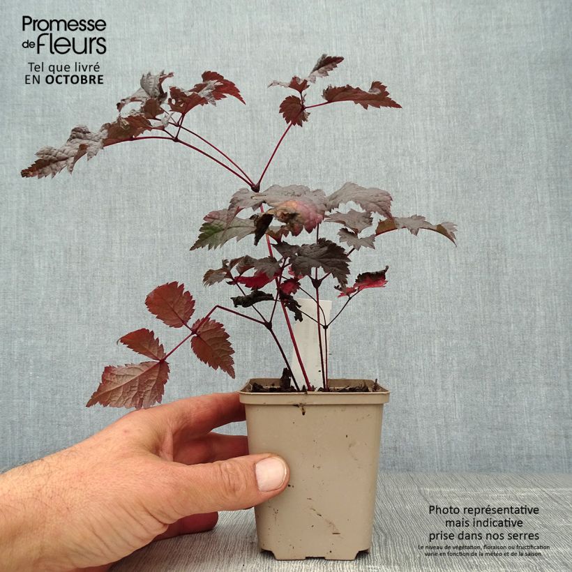 Astilbe 'Chocolate Shogun' 8/9 cm pot sample as delivered in autumn