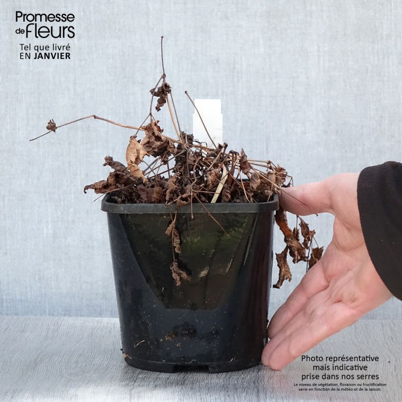 Astilbe 'Chocolate Shogun' 1.5L/2L pot sample as delivered in winter