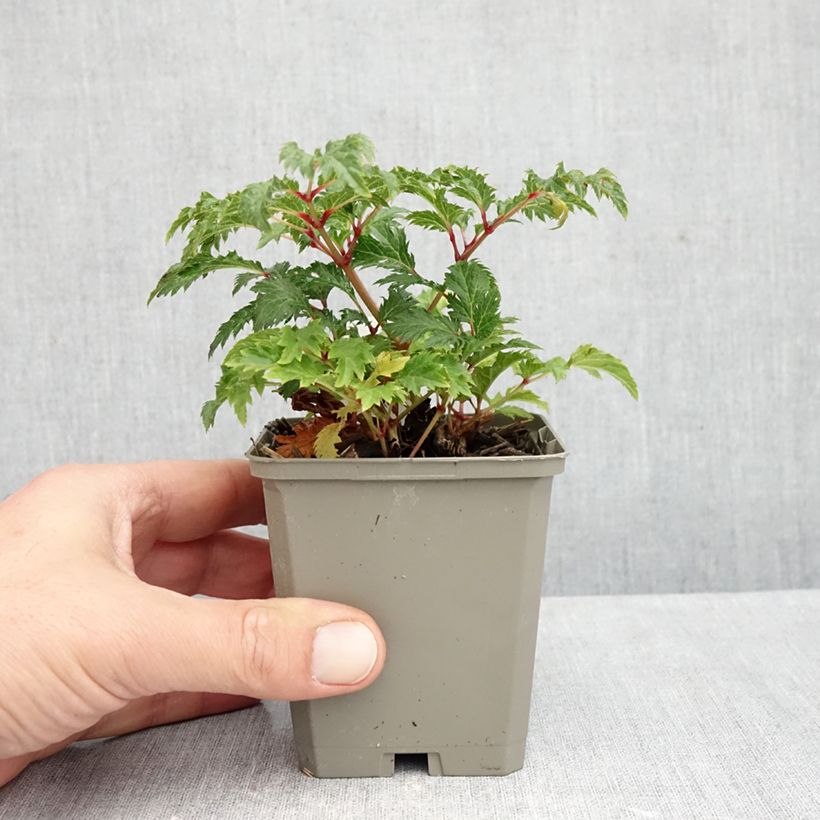 Astilbe x crispa Perkeo - Dwarf astilbe 8/9 cm pot sample as delivered in autumn