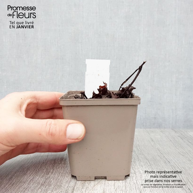 Astilbe chinensis Darkside Of The Moon - Chinese Astilbe 8/9 cm pot sample as delivered in winter