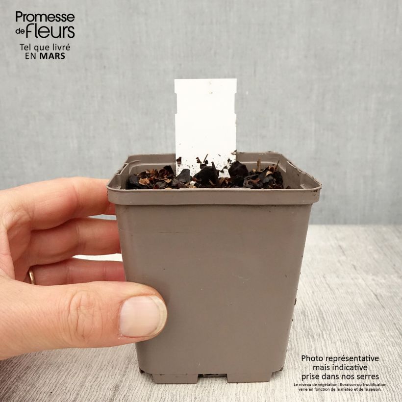 Astilbe chinensis Darkside Of The Moon - Chinese Astilbe 8/9 cm pot sample as delivered in spring