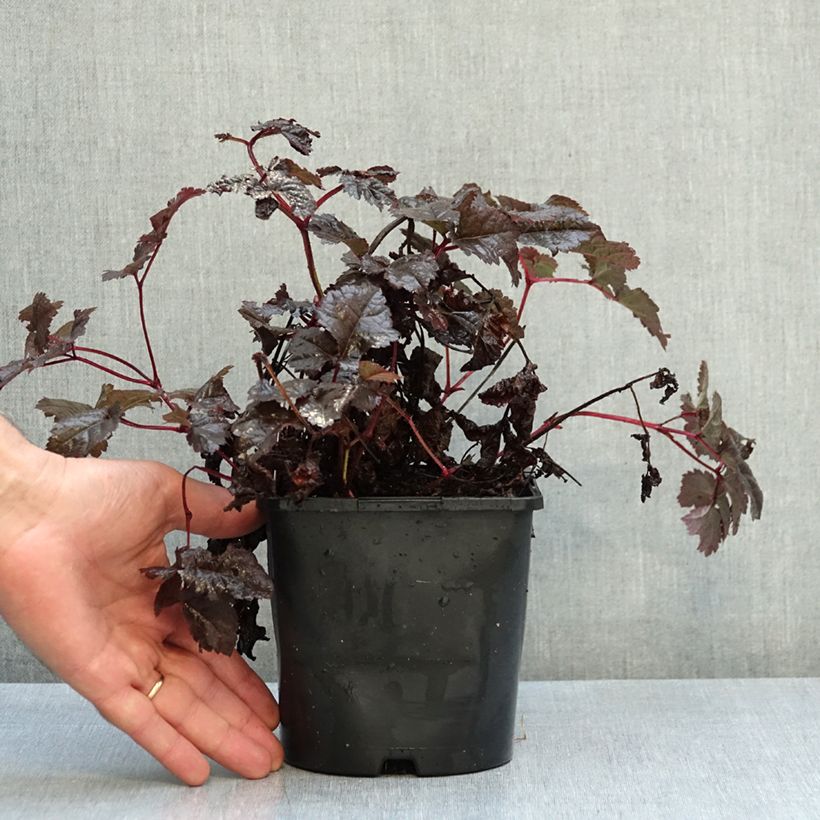 Astilbe chinensis Darkside Of The Moon - Chinese Astilbe 2L/3L pot sample as delivered in autumn