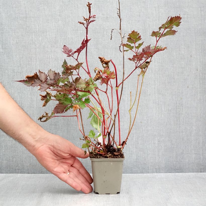 Astilbe Delft Lace - Japanese Astilbe 8/9 cm pot sample as delivered in autumn