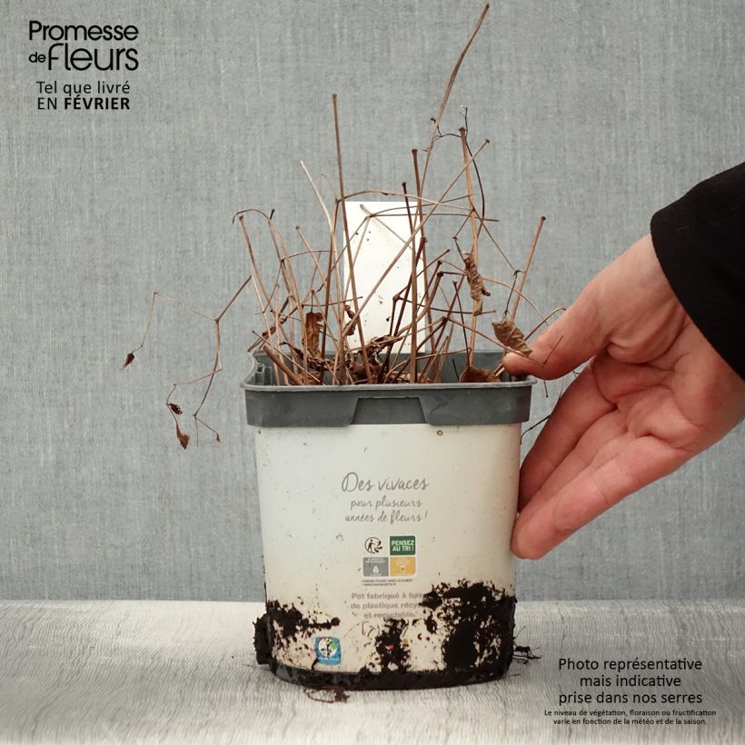 Astilbe Deutschland 2L/3L pot sample as delivered in winter