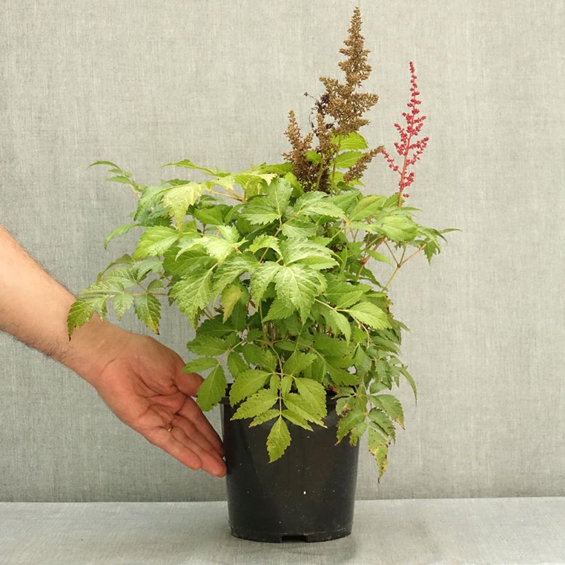 Astilbe Montgomery 2L/3L pot sample as delivered in summer