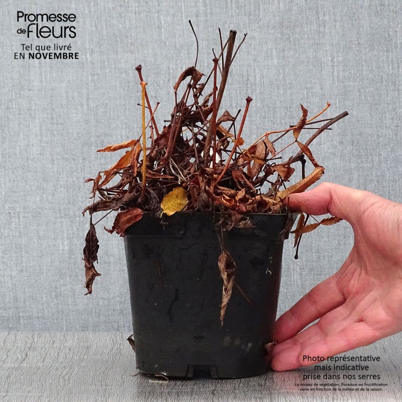 Astilbe japonica 'Peach Blossom' 1.5L/2L pot sample as delivered in autumn