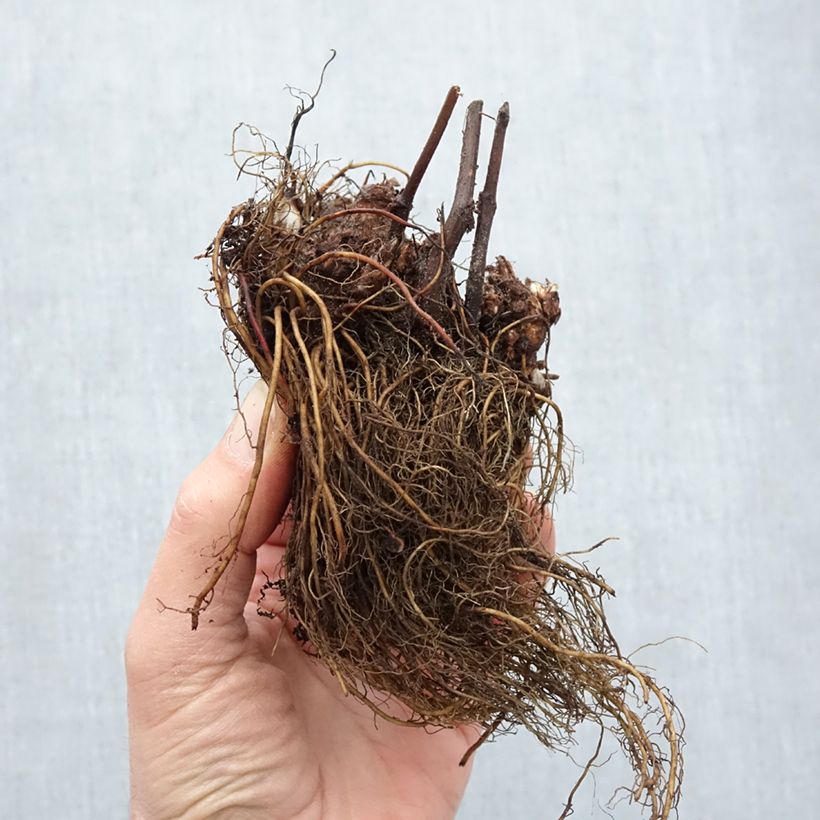 Astilbe japonica 'Peach Blossom' Bare root sample as delivered in winter