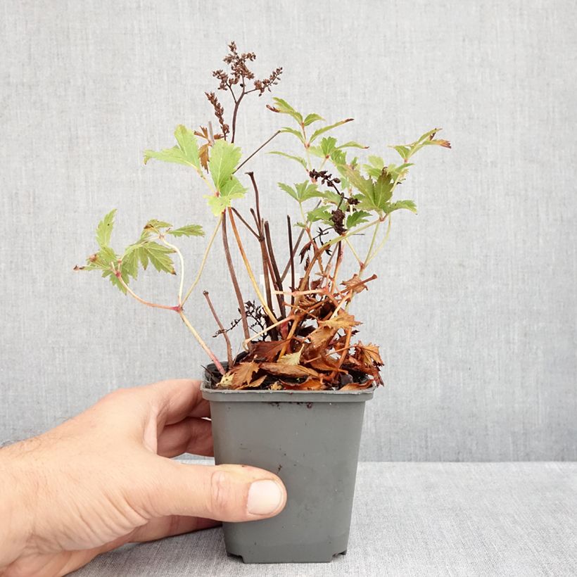 Astilbe japonica 'Vesuvius' 8/9 cm pot sample as delivered in autumn
