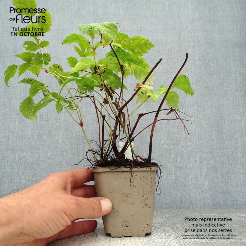 Astilbe thunbergii 'Professor van der Wielen' 8/9 cm pot sample as delivered in autumn