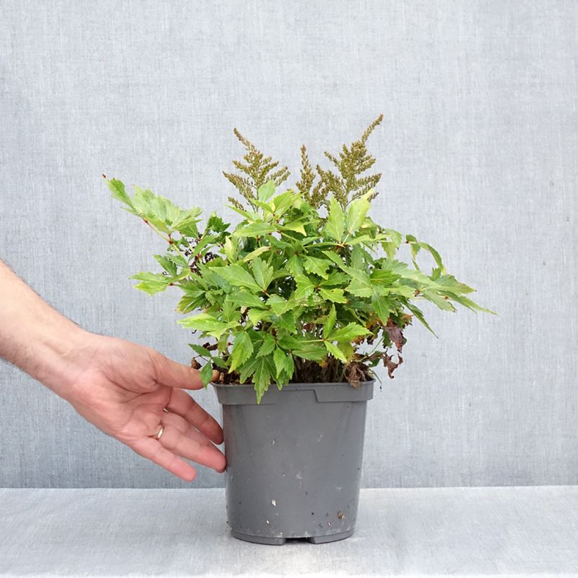 Astilbe simplicifolia Darwin's Snow Sprite - False Spirea 2L/3L pot sample as delivered in autumn