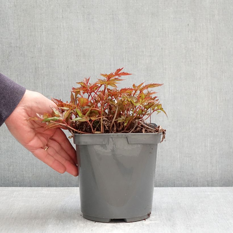 Astilbe simplicifolia Darwin's Snow Sprite - False Spirea 2L/3L pot sample as delivered in spring