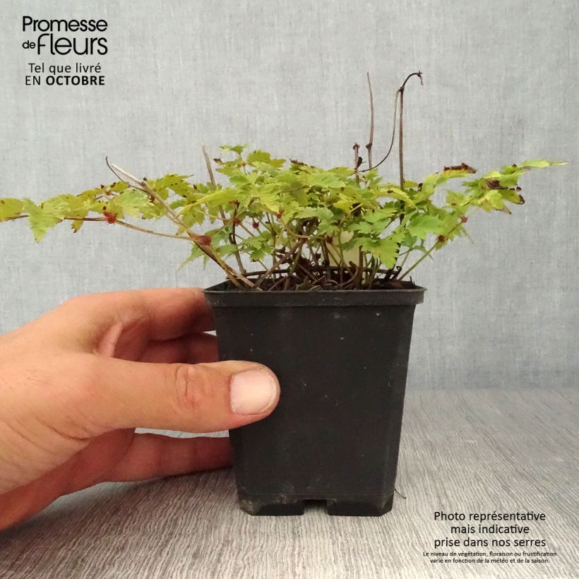 Astilbe Hennie Graafland - False Spirea 8/9 cm pot sample as delivered in autumn