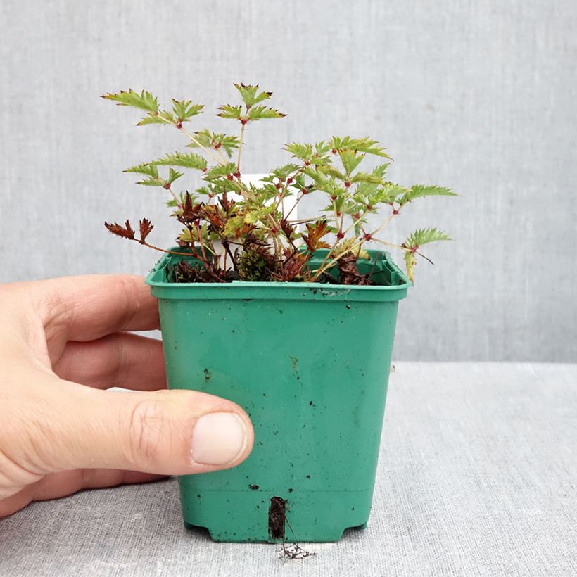 Astilbe simplicifolia 'Sprite' 8/9 cm pot sample as delivered in autumn