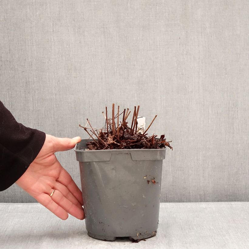 Astilbe Younique Ruby Red - False Spirea 2L/3L pot sample as delivered in winter