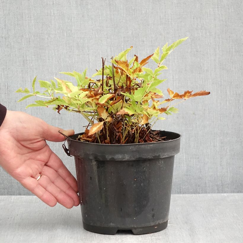Astilbe Younique Silvery Pink - False Spirea 2L/3L pot sample as delivered in autumn