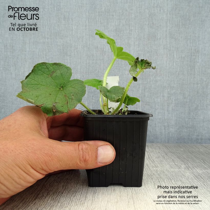 Astilboides tabularis  8/9 cm pot sample as delivered in autumn
