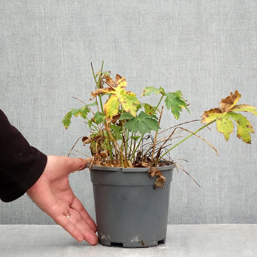 Astrantia major 'Alba'  2L/3L pot sample as delivered in autumn
