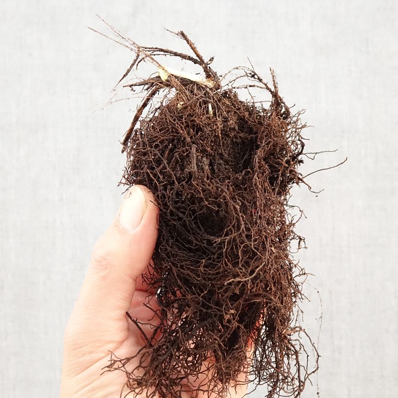 Astrantia major 'Alba'  Bare root sample as delivered in winter