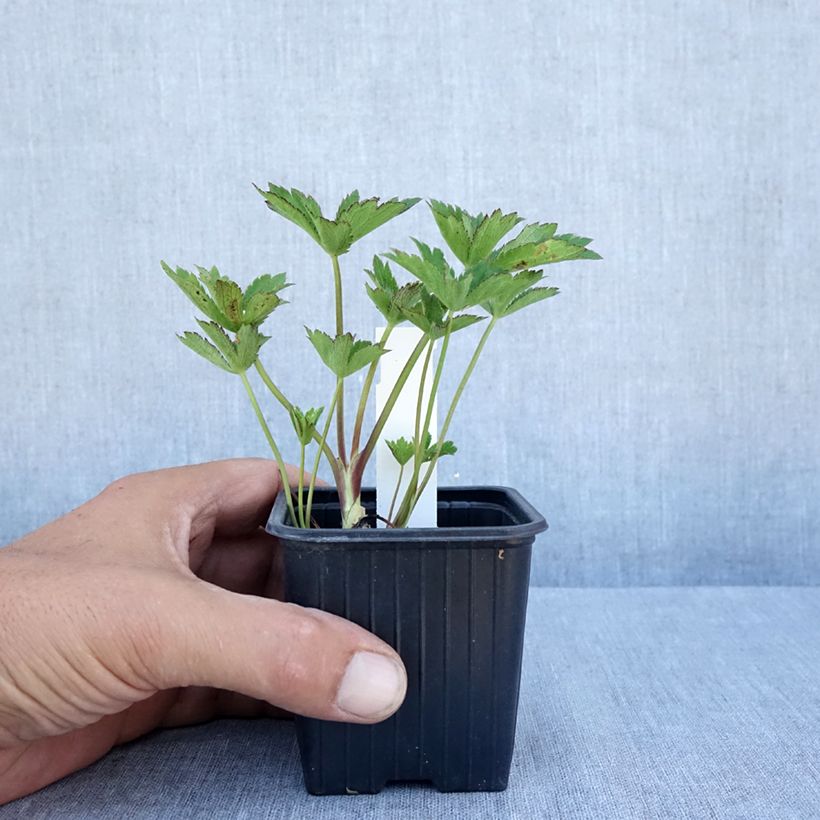 clary plant Clary Sage – Truelove Seeds
