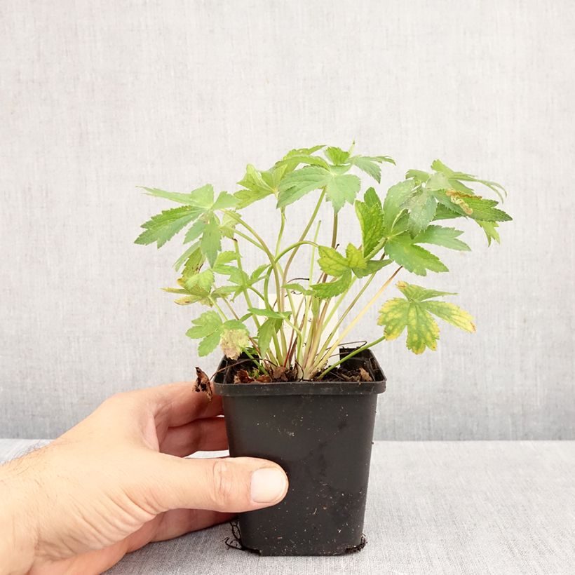 Astrantia major Florence - Great Masterwort 8/9 cm pot sample as delivered in autumn