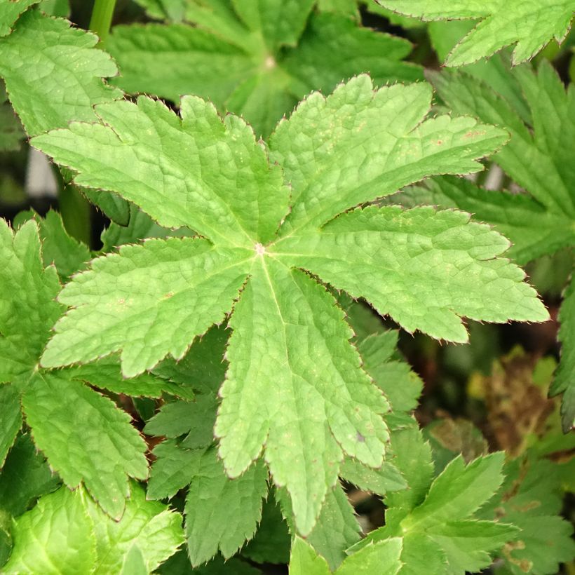 Astrantia major Primadonna - Great Masterwort (Foliage)
