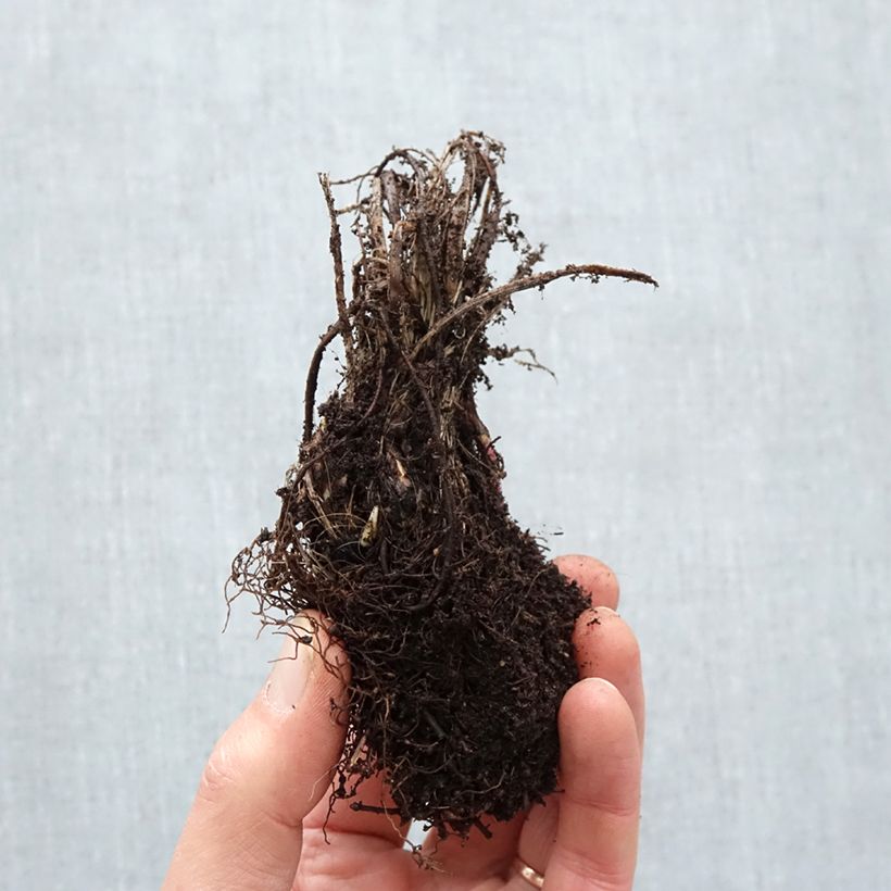 Astrantia major 'Roma' Bare root sample as delivered in winter