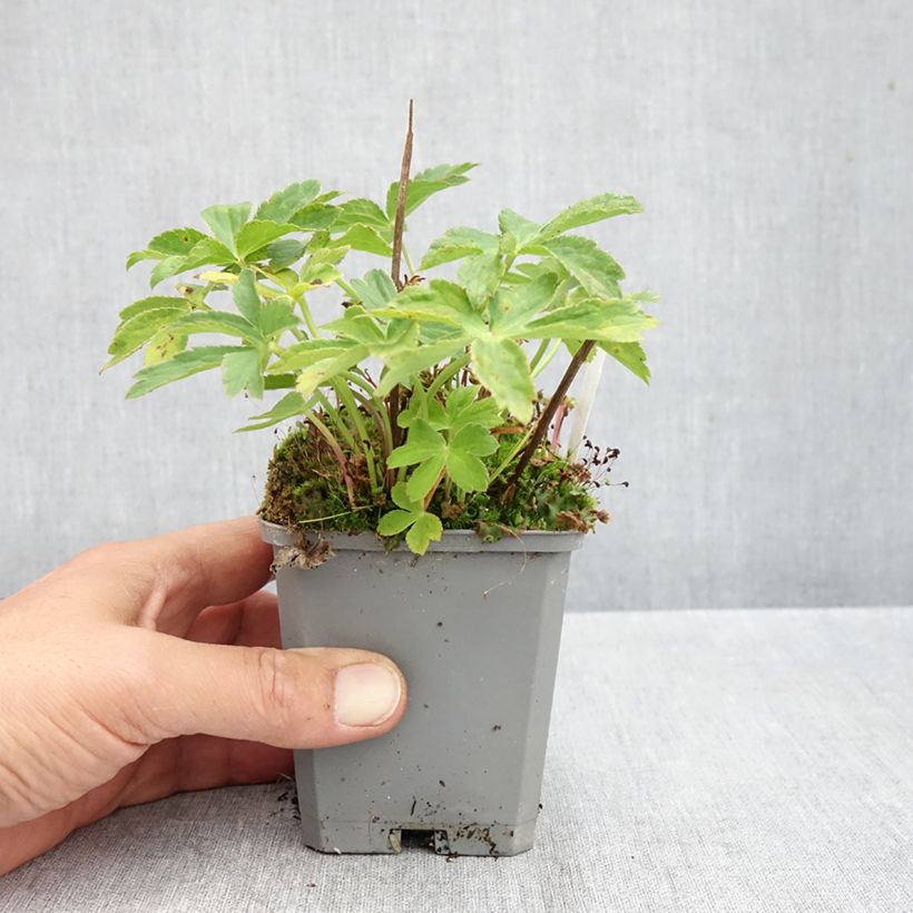 Astrantia major Ruby Cloud - Masterwort 8/9 cm pot sample as delivered in autumn