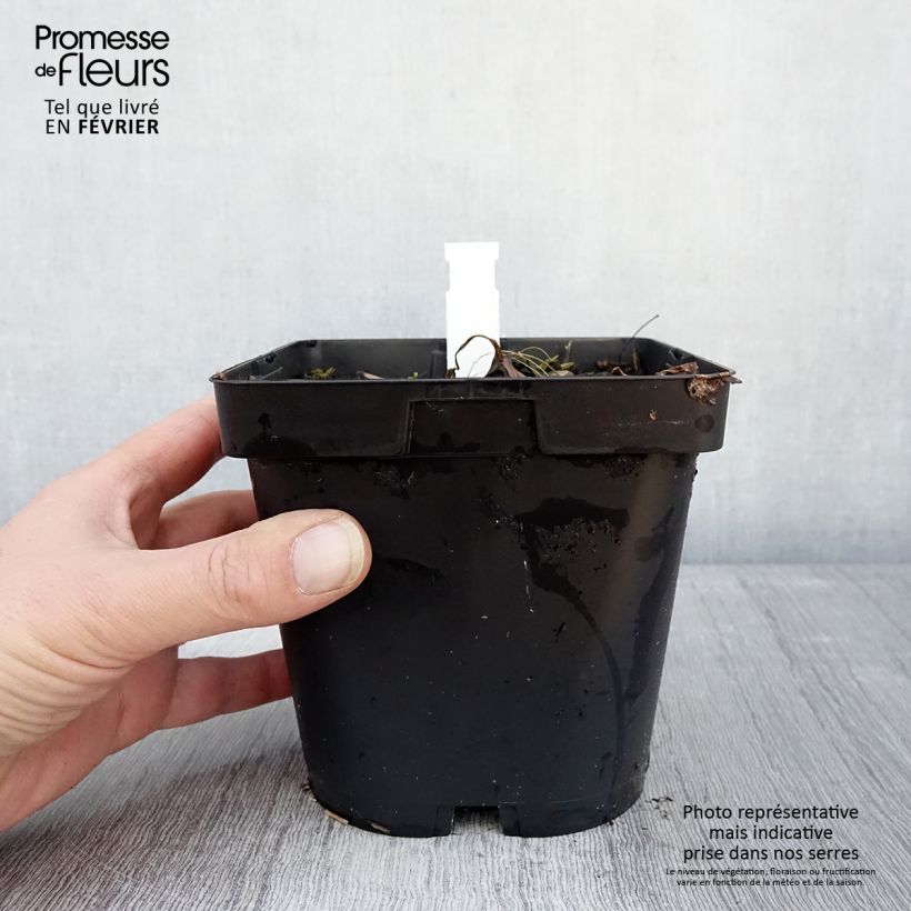 Astrantia major Shaggy - Masterwort 2L/3L pot sample as delivered in winter