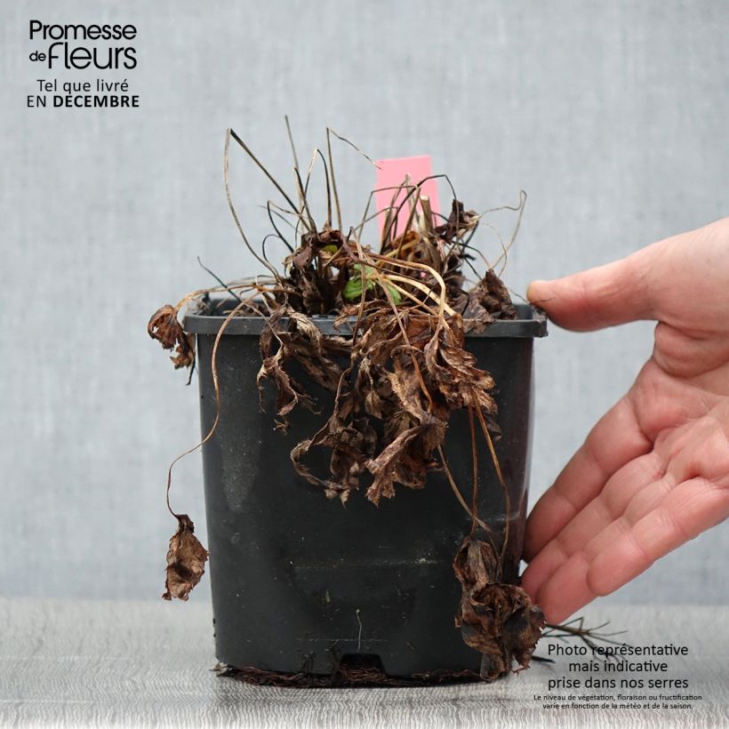 Astrantia major Star of Beauty - Masterwort 1.5L/2L pot sample as delivered in autumn
