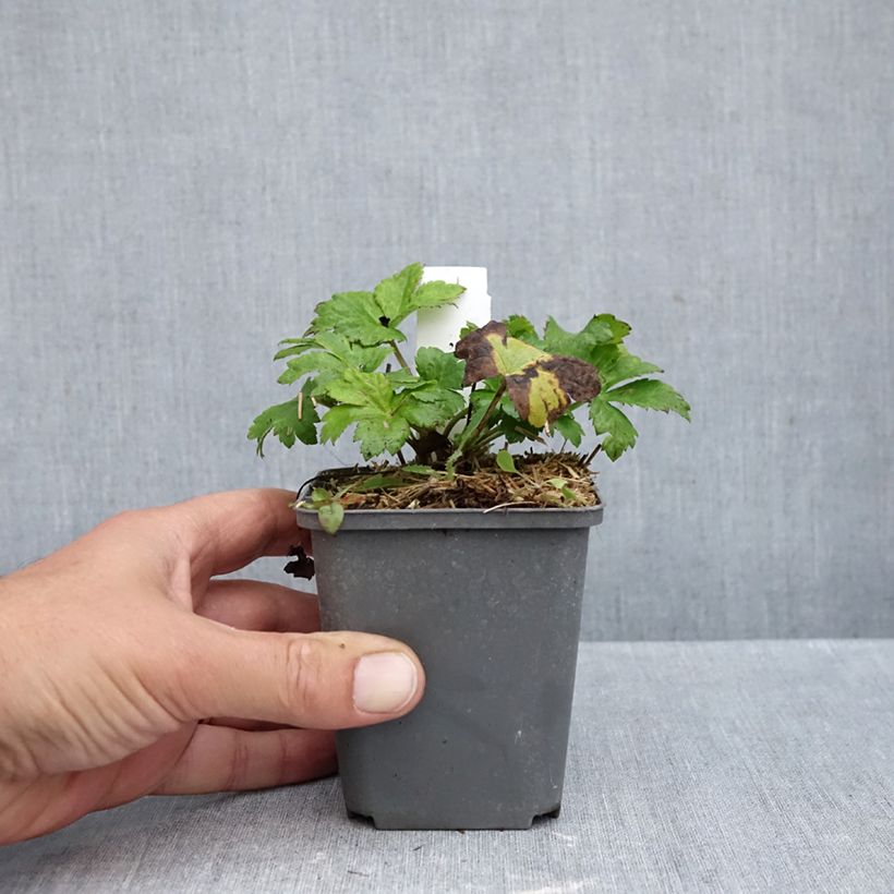 Astrantia major Star of Love - Masterwort 8/9 cm pot sample as delivered in autumn