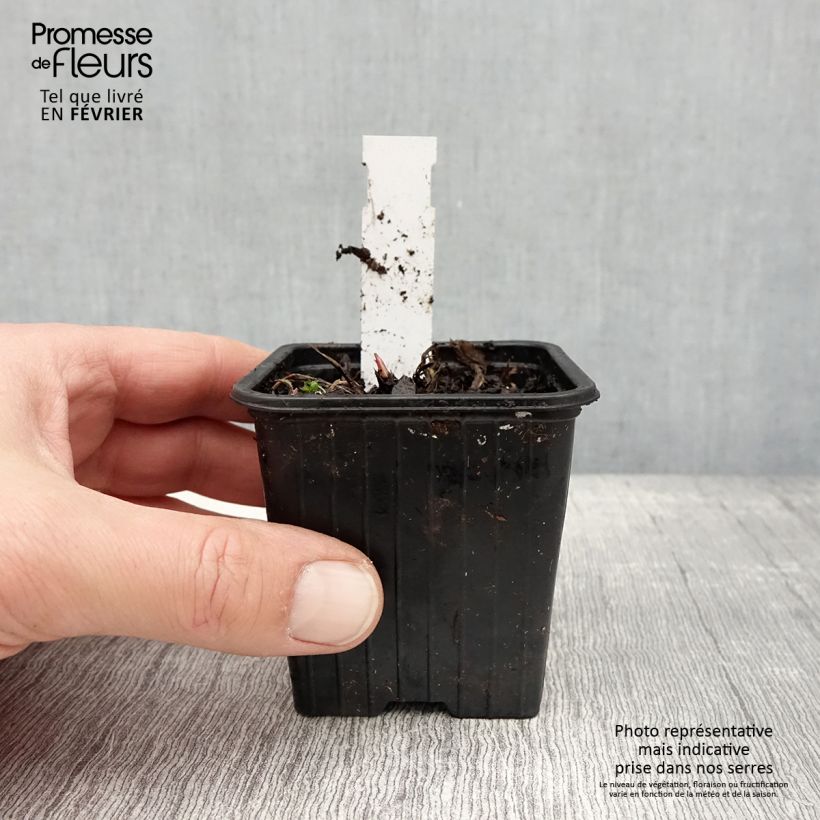 Astrantia major Star of Love - Masterwort 8/9 cm pot sample as delivered in winter