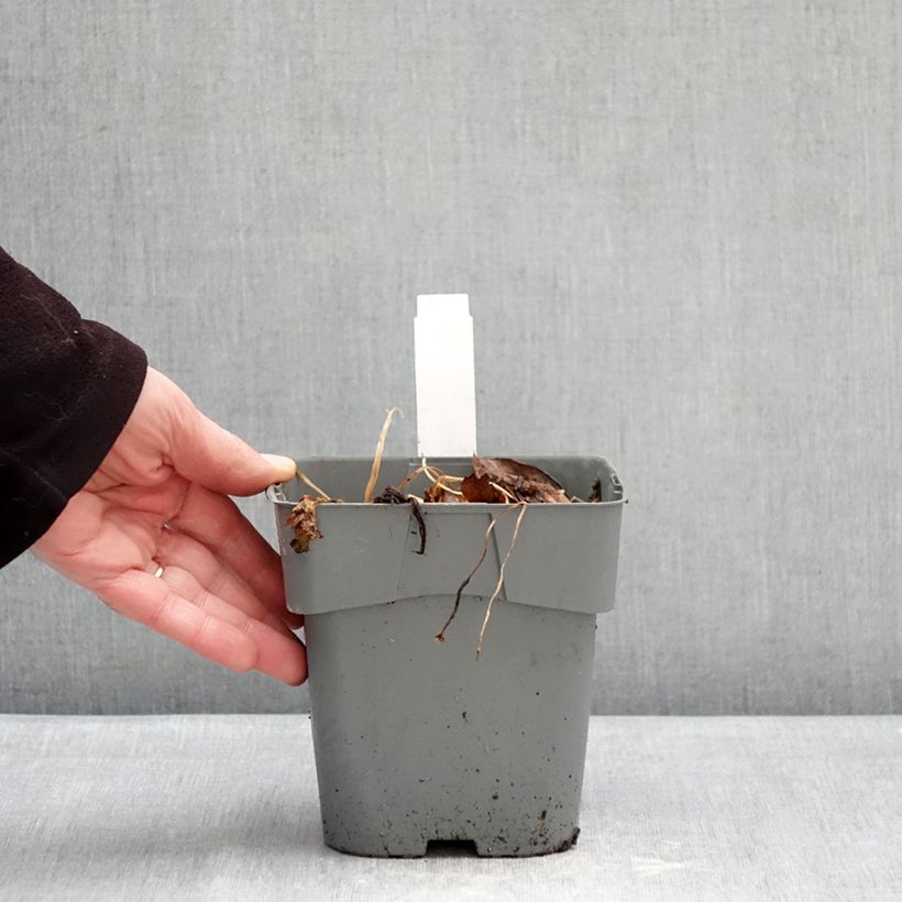 Astrantia major Star of Love - Masterwort 2L/3L pot sample as delivered in winter