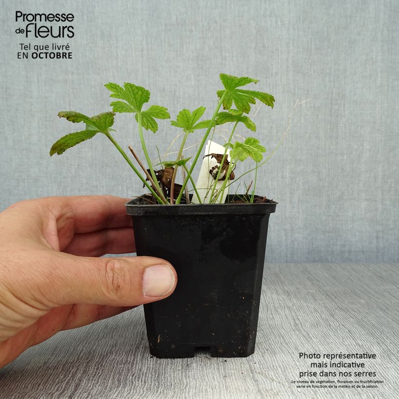 Astrantia major Venice - Masterwort 8/9 cm pot sample as delivered in autumn