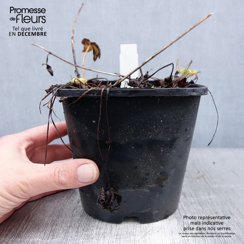 Astrantia major Venice - Masterwort 1.5L/2L pot sample as delivered in winter