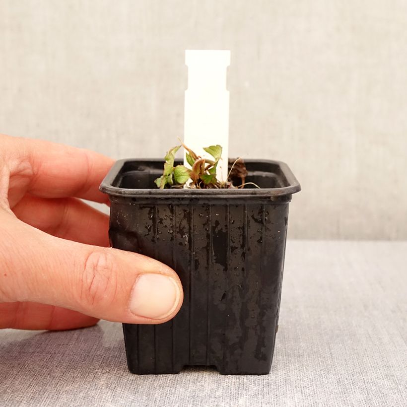 Astrantia bavarica - Masterwort 8/9 cm pot sample as delivered in spring