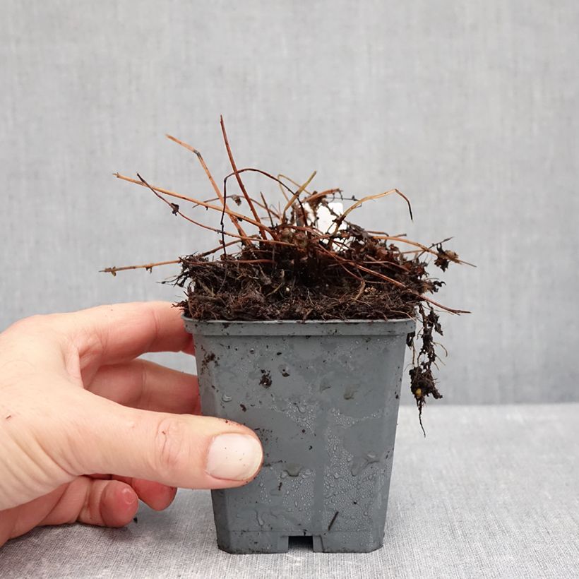 Athyrium filix-femina Frizelliae - Lady Fern 8/9 cm pot sample as delivered in autumn