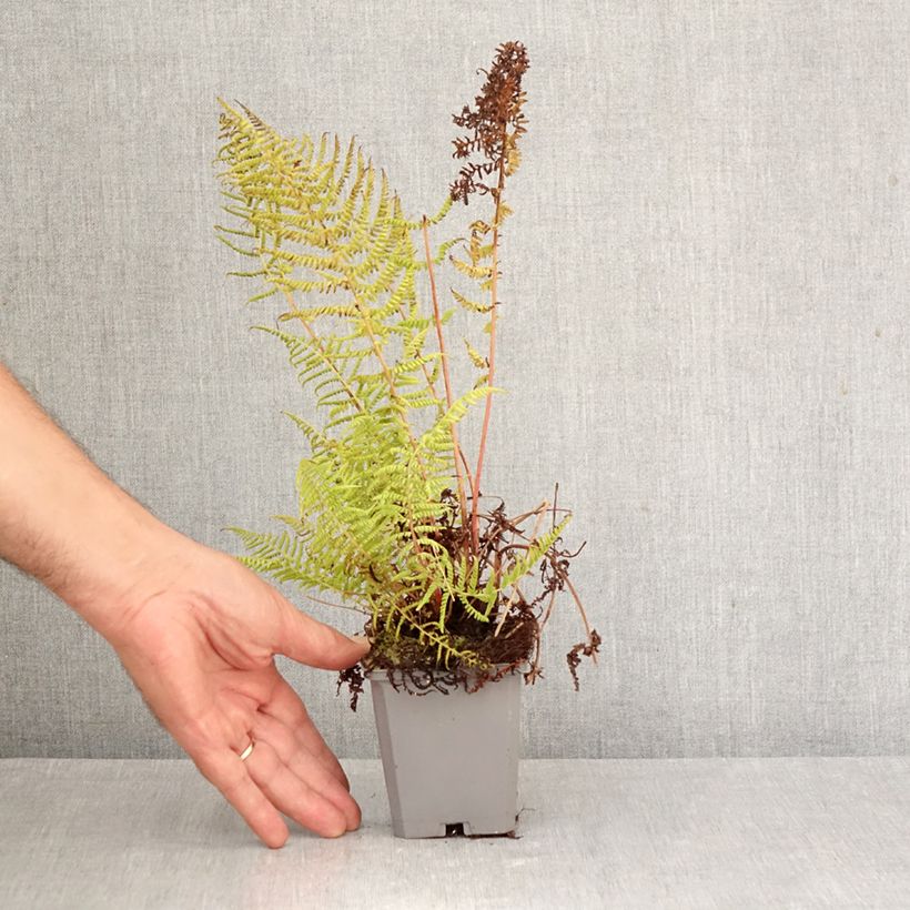 Athyrium filix-femina Lady in Red - Lady Fern 8/9 cm pot sample as delivered in autumn