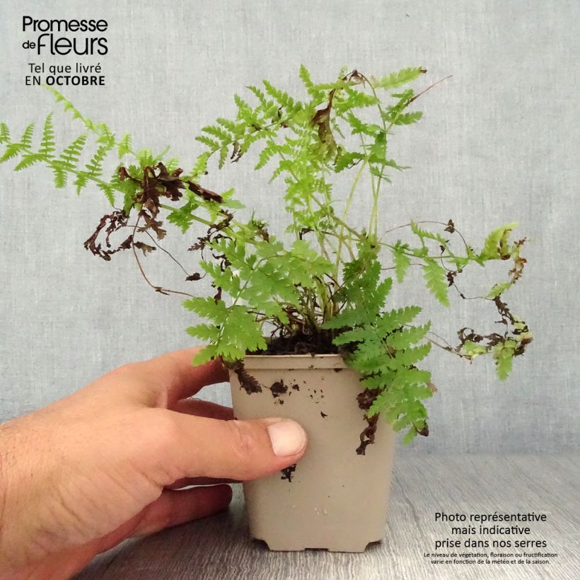 Athyrium filix-femina Rotstiel - Lady Fern 8/9 cm pot sample as delivered in autumn