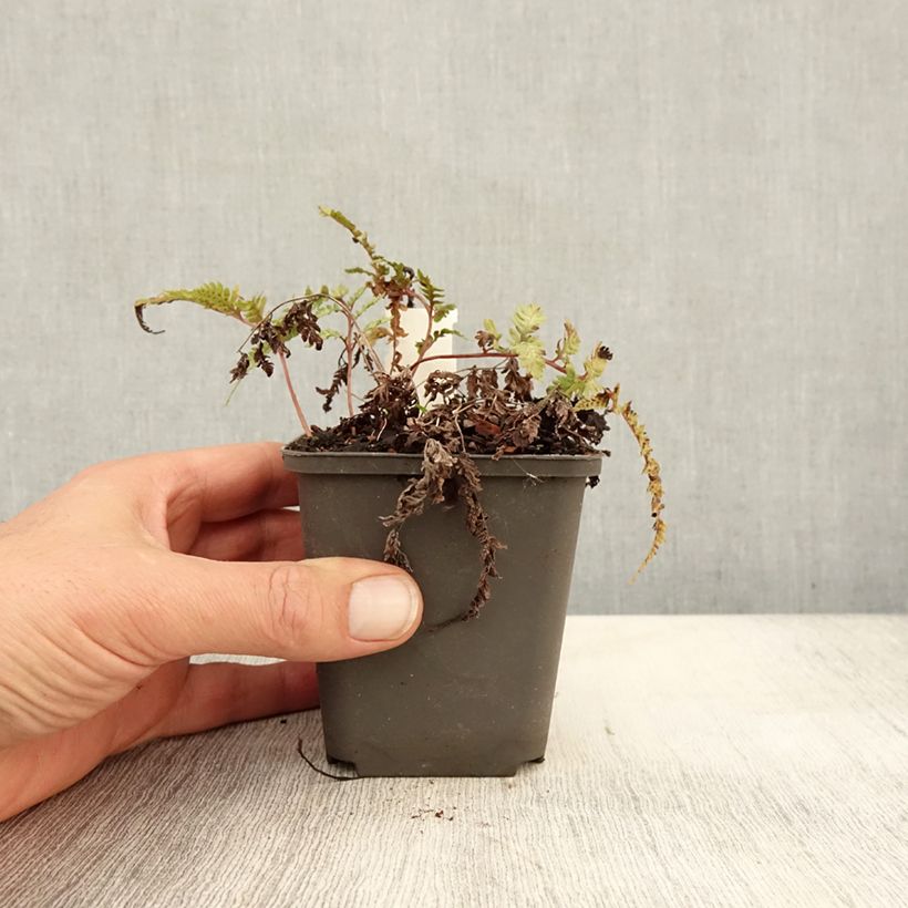 Athyrium niponicum Burgundy Lace - Painted Fern 8/9 cm pot sample as delivered in autumn