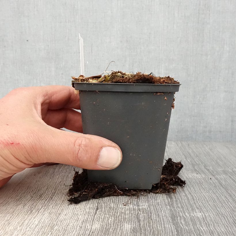 Athyrium niponicum Crested Surf - Painted Fern 8/9 cm pot sample as delivered in spring