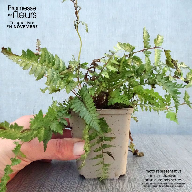 Athyrium niponicum Pewter Lace - Painted Fern 8/9 cm pot sample as delivered in autumn