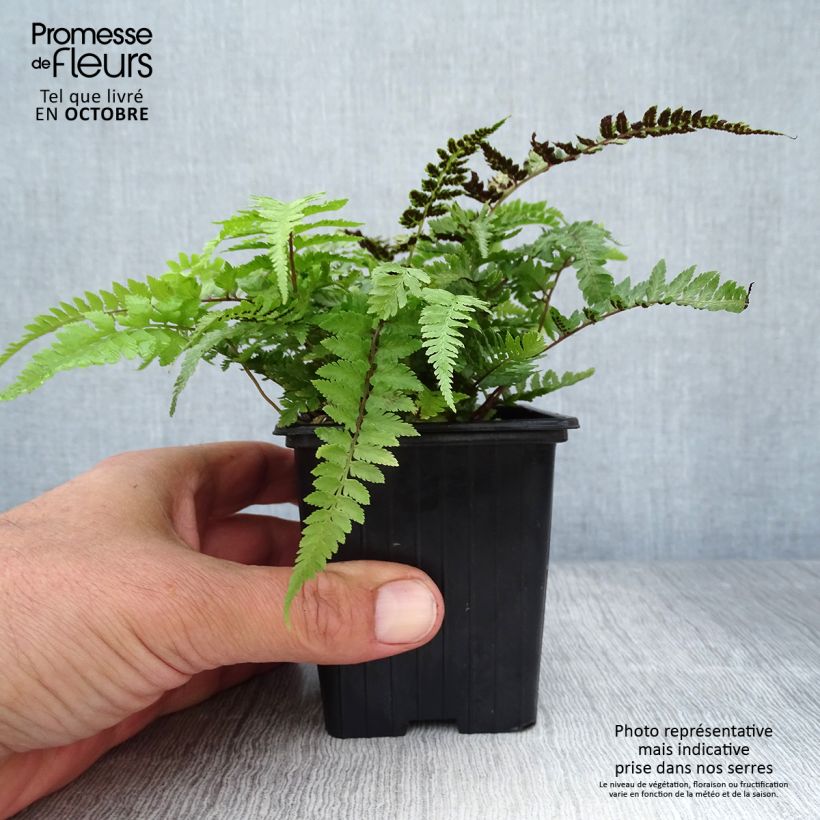 Athyrium niponicum var. pictum - Painted Fern 8/9 cm pot sample as delivered in autumn