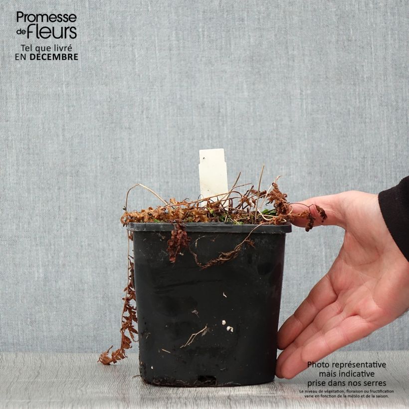 Athyrium niponicum var. pictum - Painted Fern 2L/3L pot sample as delivered in autumn