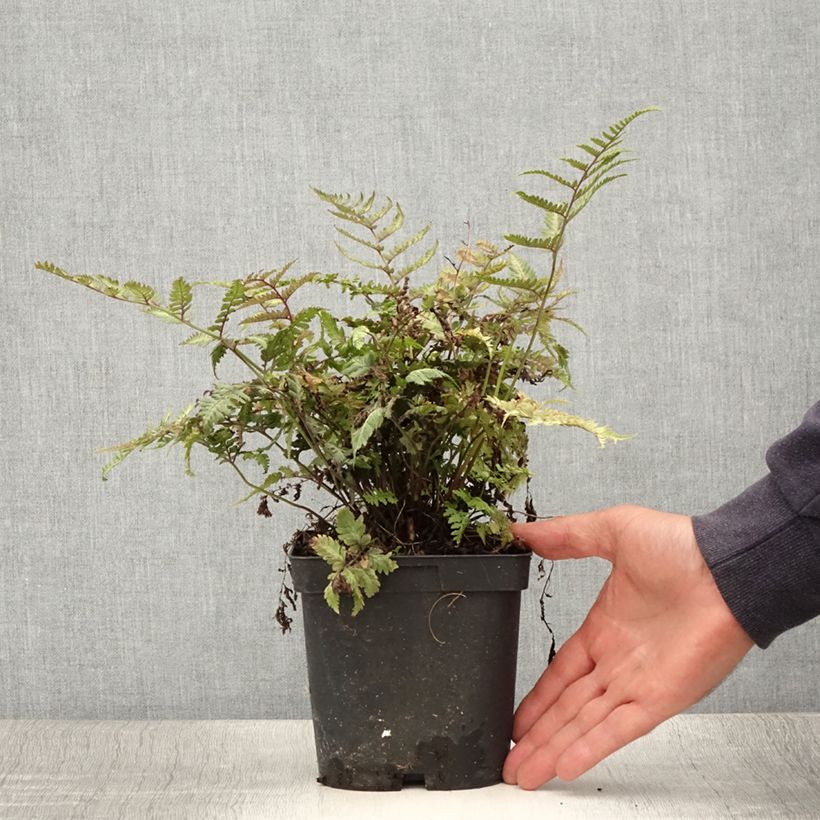 Athyrium niponicum var. pictum - Painted Fern 2L/3L pot sample as delivered in summer