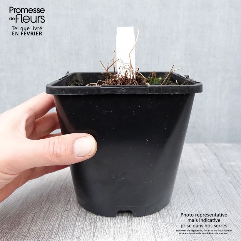 Athyrium niponicum var. pictum Metallicum - Painted Fern 2L/3L pot sample as delivered in winter