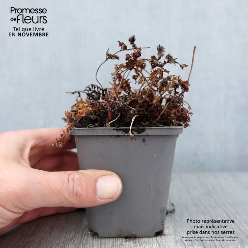 Athyrium niponicum Ursulas Red - Painted Fern 8/9 cm pot sample as delivered in autumn