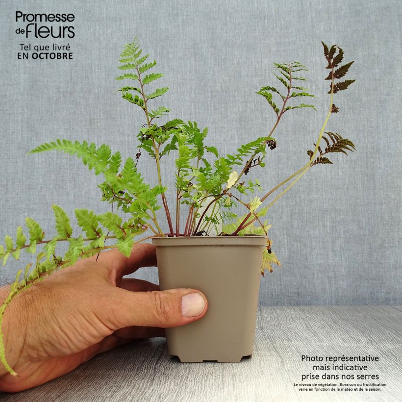 Athyrium niponicum var. pictum Red Beauty - Painted Fern 8/9 cm pot sample as delivered in autumn