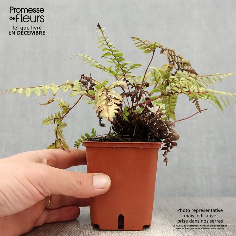 Athyrium otophorum var. okanum - Eared Lady Fern 8/9 cm pot sample as delivered in winter