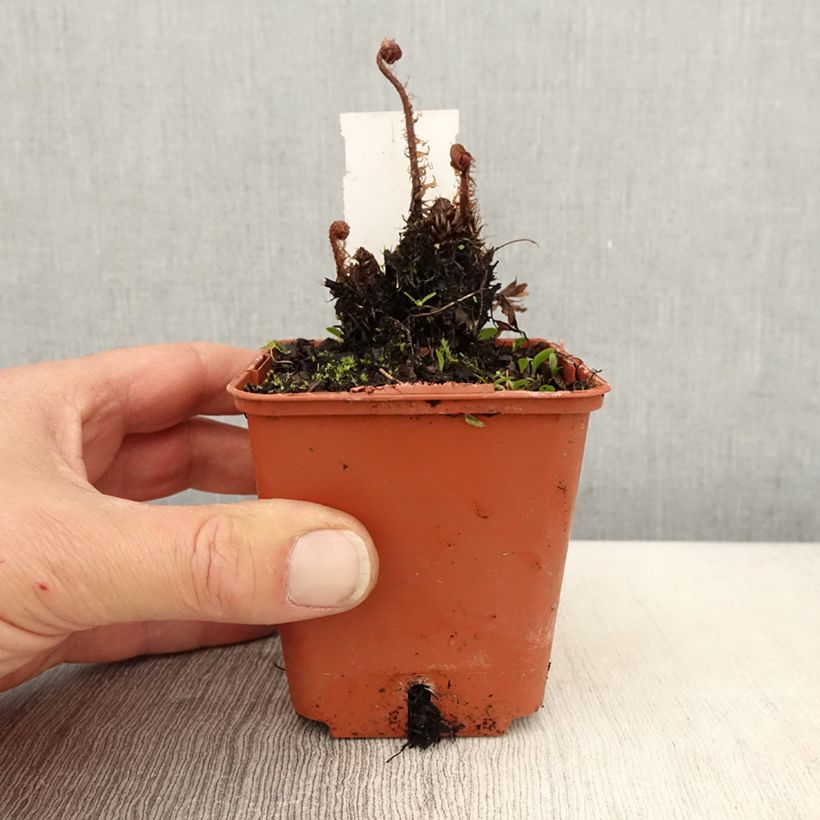 Athyrium otophorum var. okanum - Eared Lady Fern 8/9 cm pot sample as delivered in spring