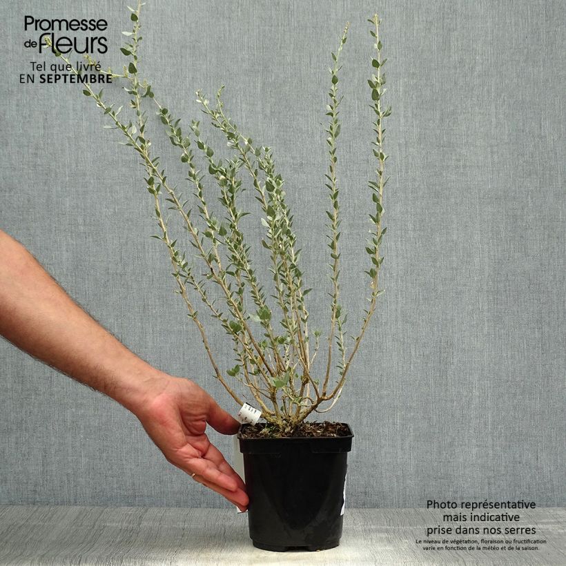 Atriplex halimus 1.5L/2L pot sample as delivered in autumn